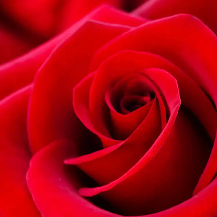 A Dozen Roses
